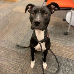 Nonpareil pet pics Mandi 1.14.23.jpeg